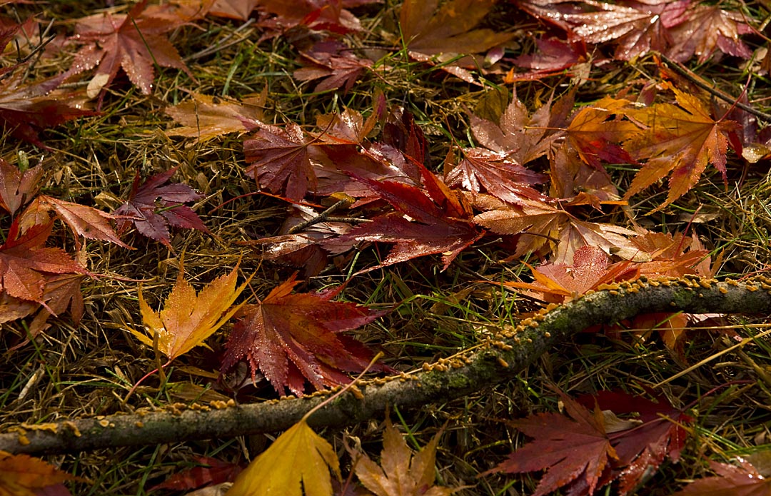 Moist morning fall leaves